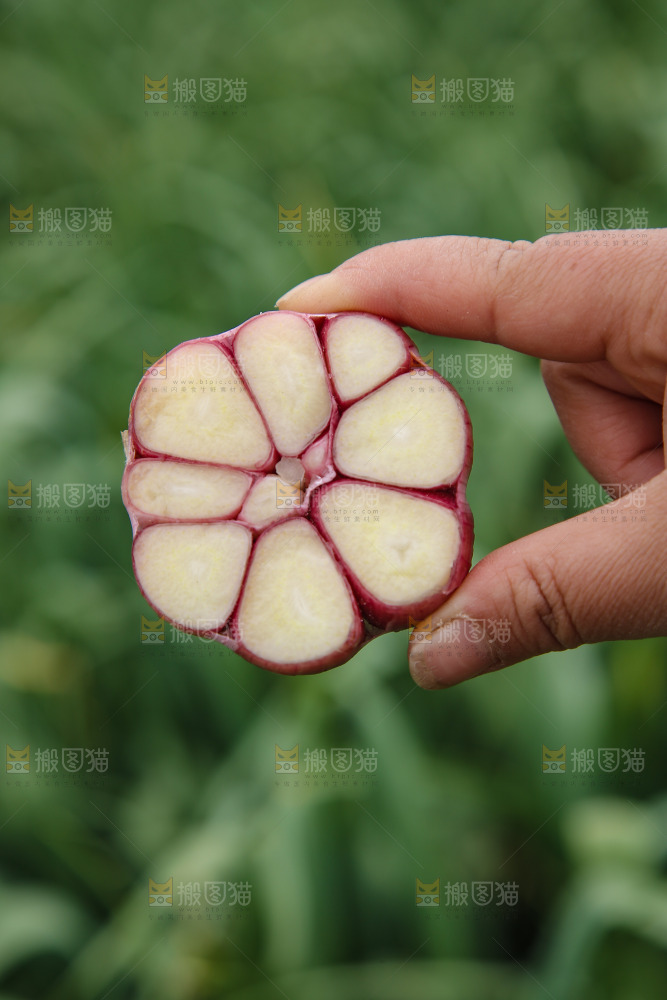 手里拿着多瓣蒜