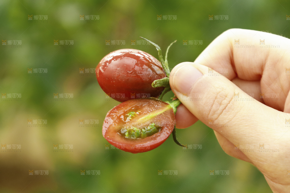 手里拿着珠珠小番茄