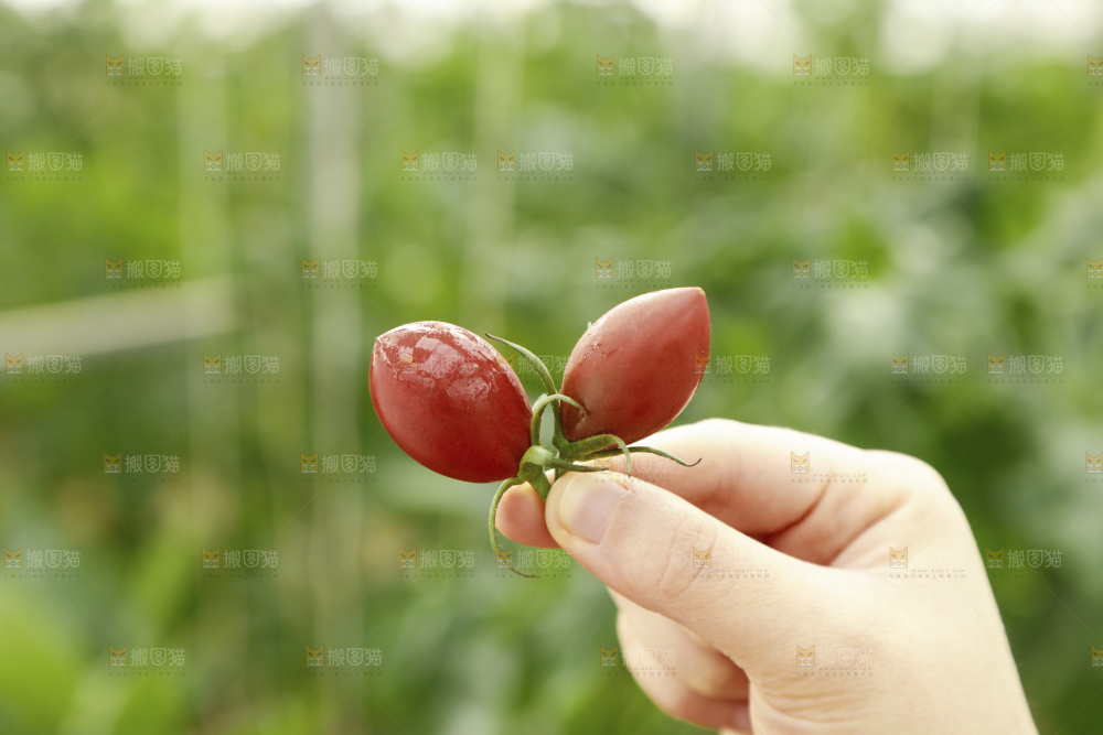 手里拿着珠珠小番茄