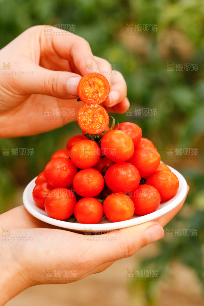 手里捧着一碟珍珠小番茄