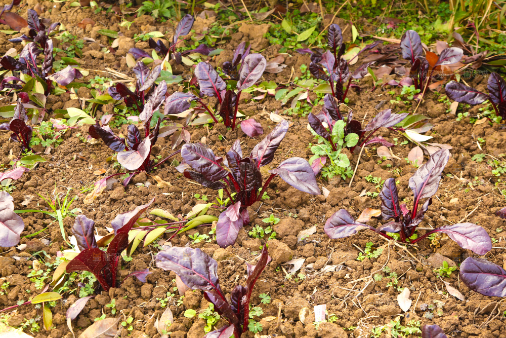 田地里种植紫菠菜