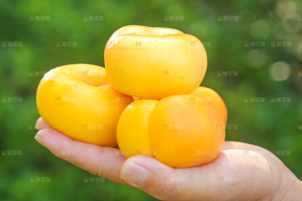 手里捧着的黄金油蟠桃