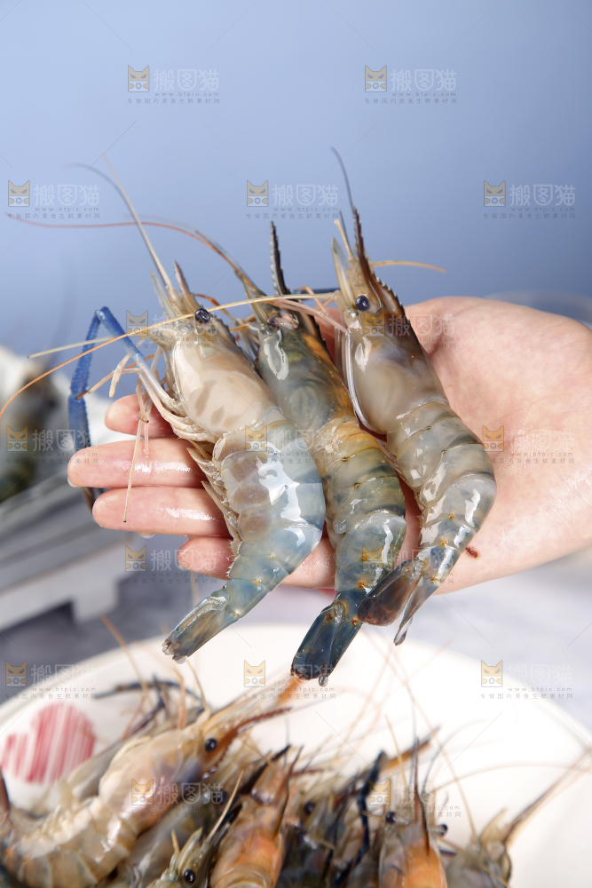 手上拿着罗氏虾