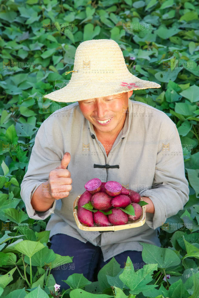 农民手里拿着紫罗兰紫薯