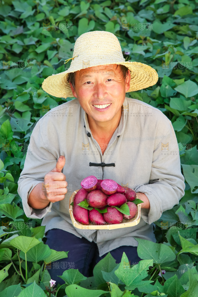 农民手里拿着紫罗兰紫薯