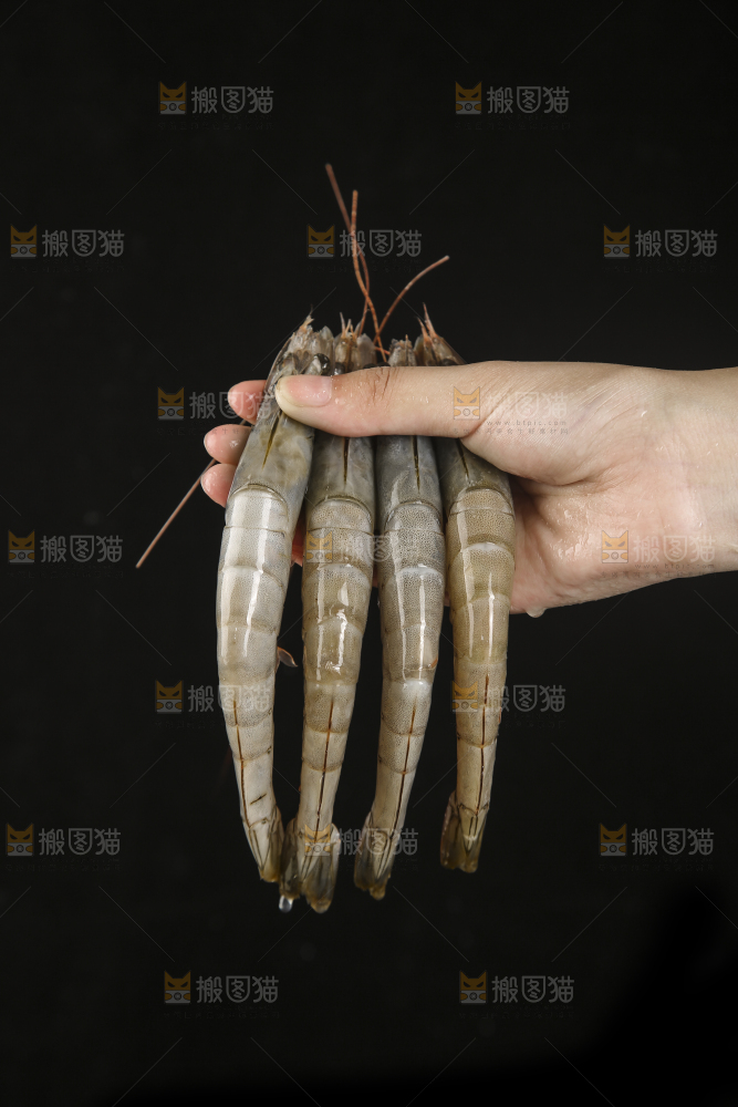 手上拿着南美对虾