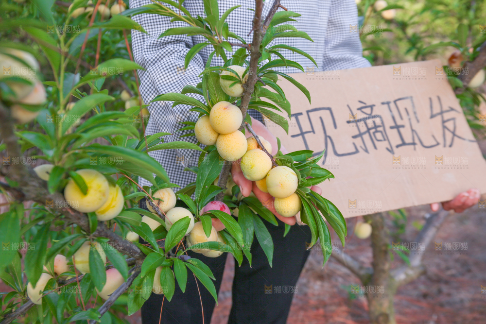 蜂糖李果园