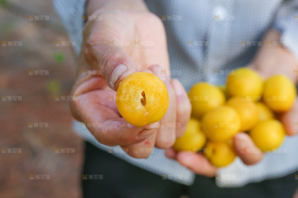 农民手上拿着新鲜小白杏