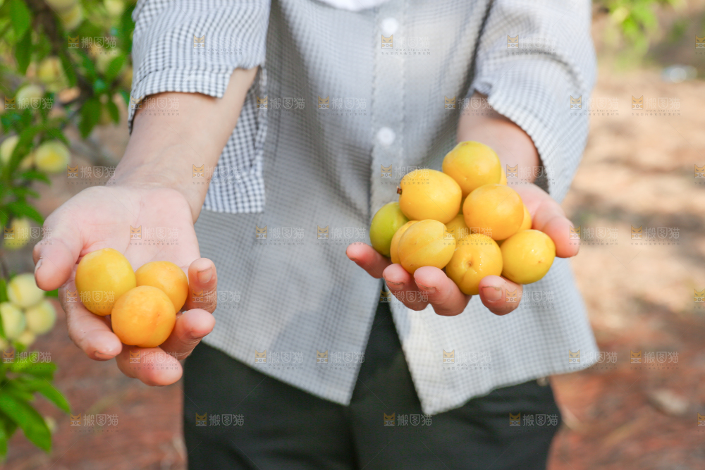 农民手上捧着小白杏