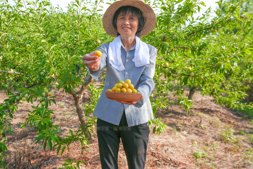 农民手上拿着一筐小白杏