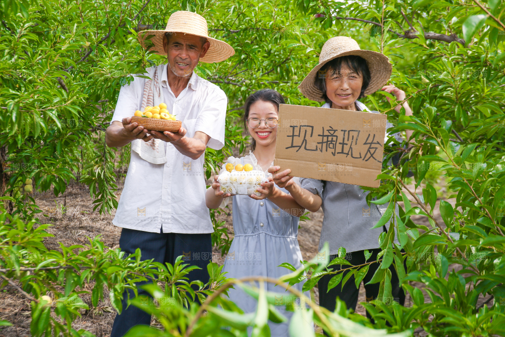 农民手上拿着现摘的蜂糖李