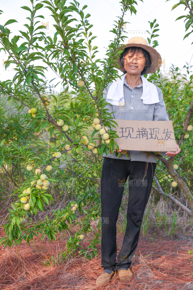 蜂糖李果园
