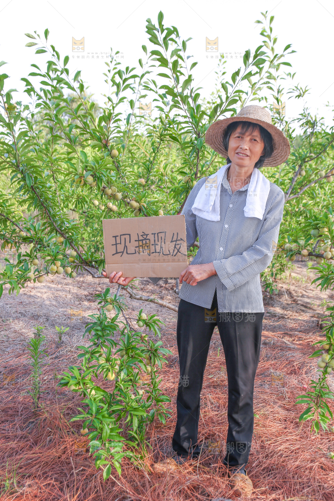 蜂糖李果园