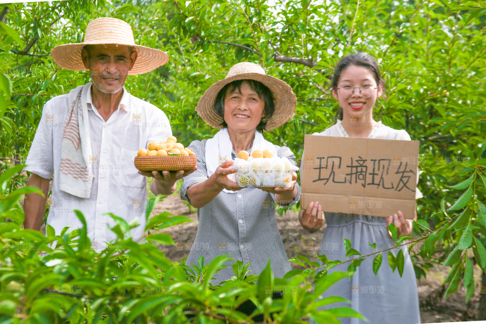 农民手上拿着现摘的蜂糖李
