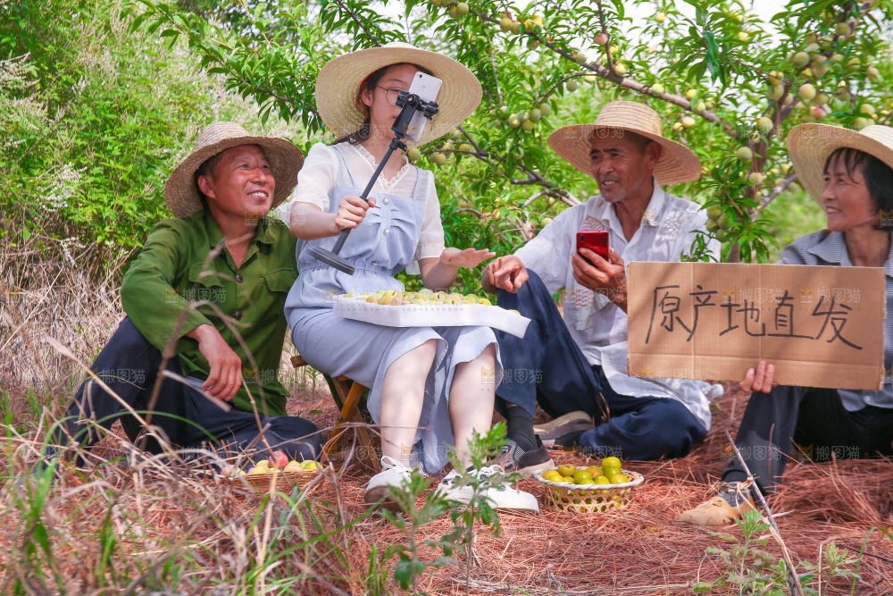 农民正在蜂糖李果园自拍