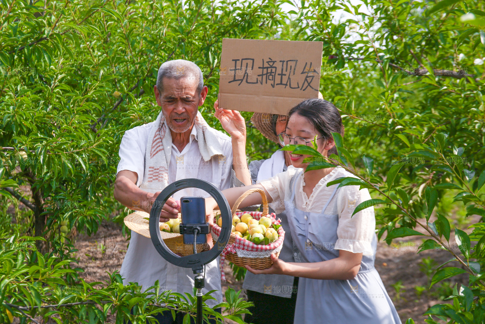 农民手上拿着现摘的蜂糖李