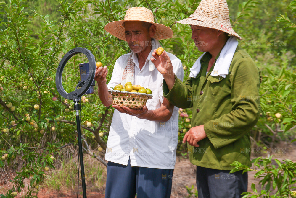 农民正在蜂糖李果园自拍