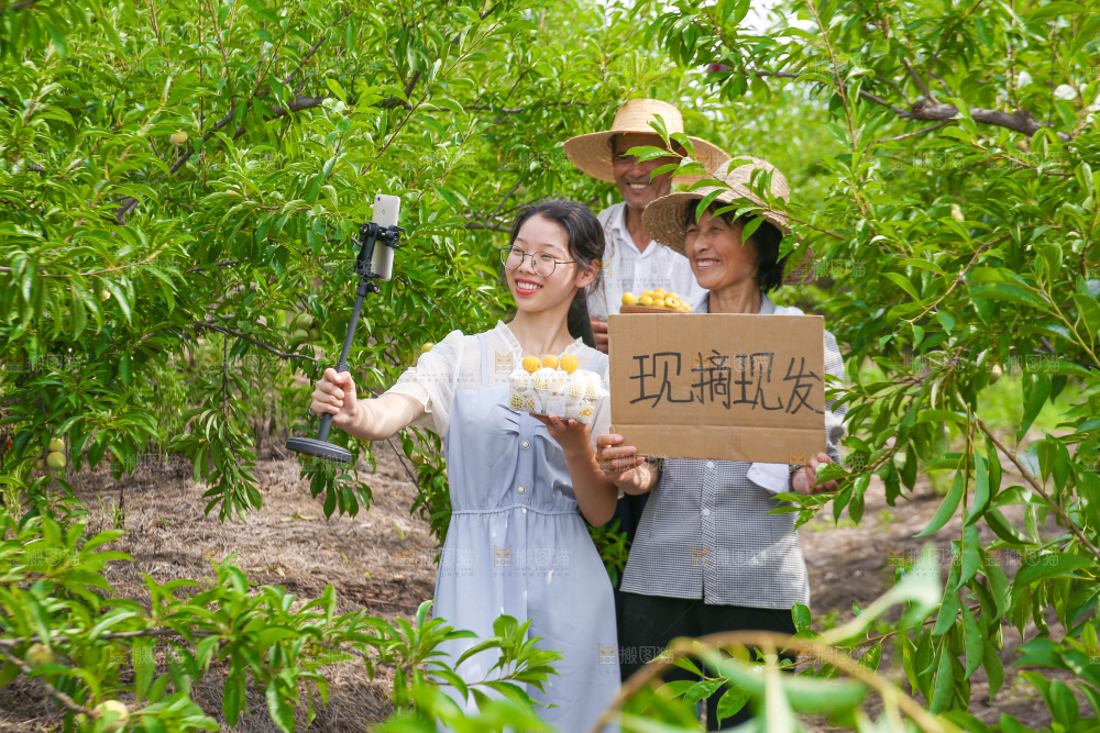 农民手上拿着现摘的蜂糖李