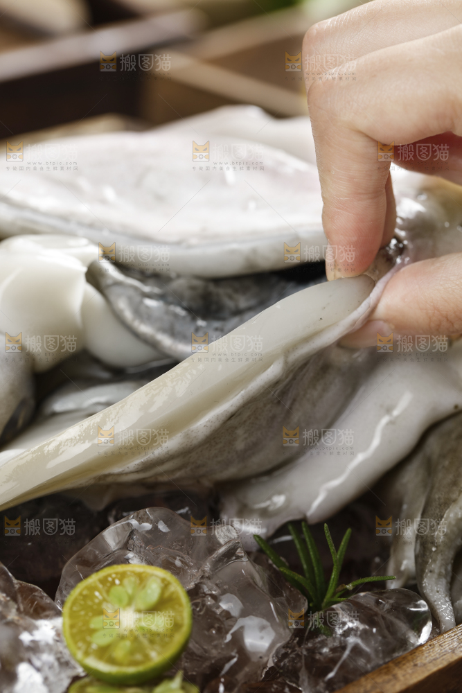 手拿着的野生大墨鱼