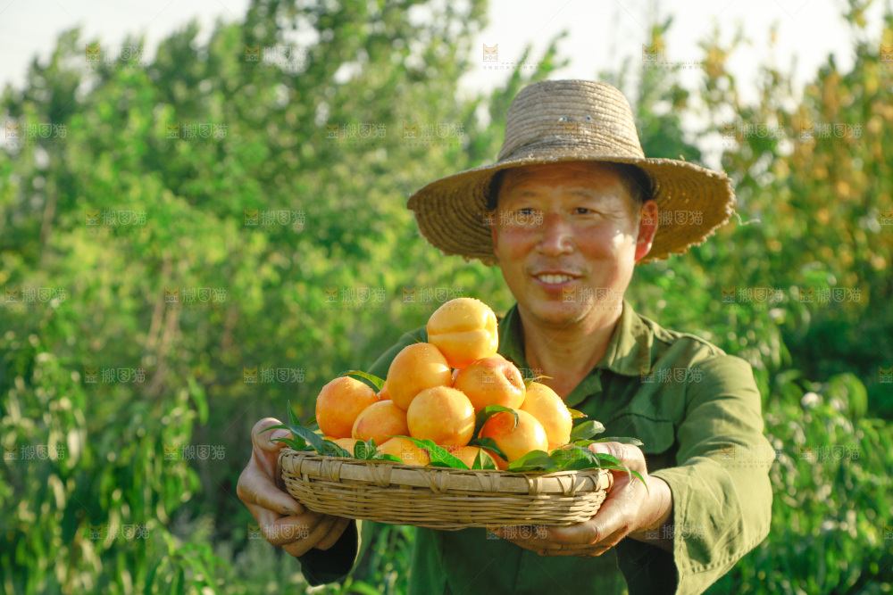 农民手上端着一筐黄油桃