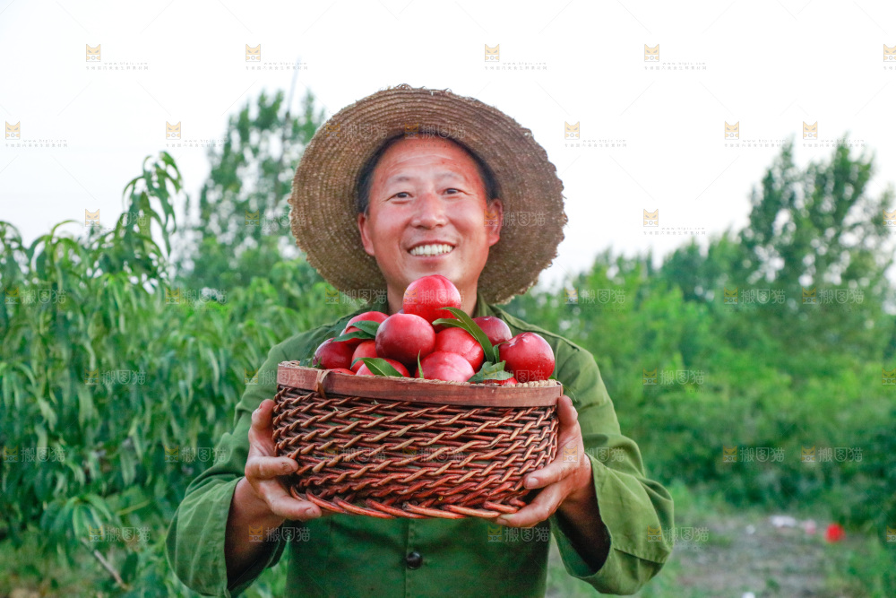 农民手上端着一筐红油桃