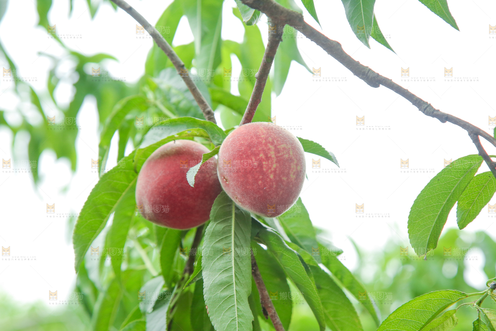 树上结着胭脂红桃子