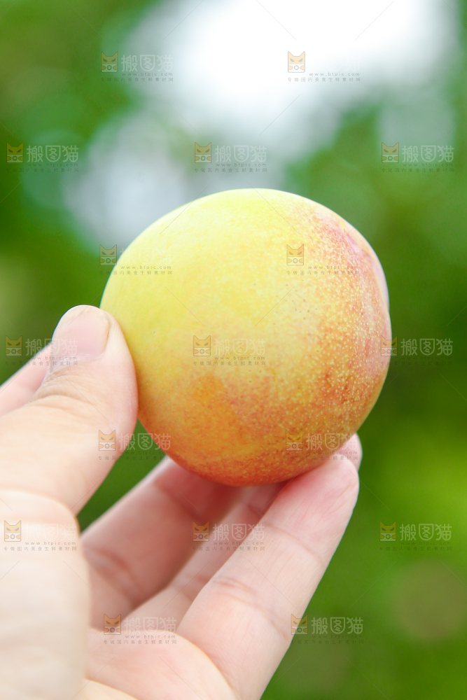手上拿着李子
