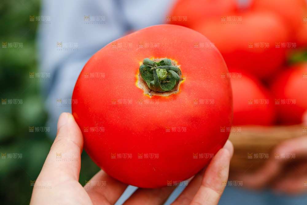 手上拿着沙瓤西红柿