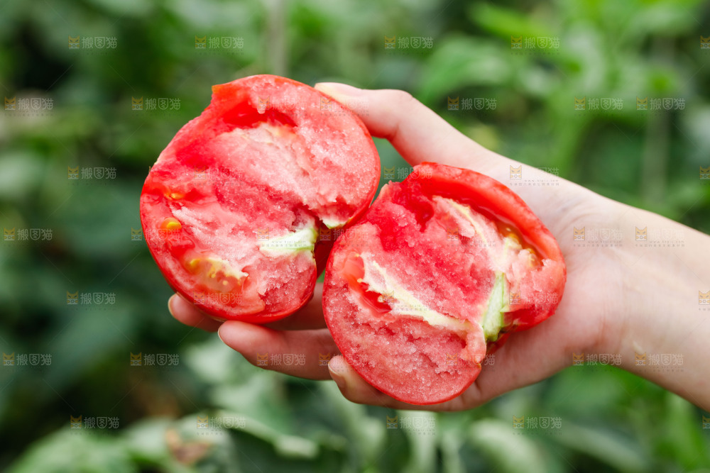 手上拿着沙瓤西红柿