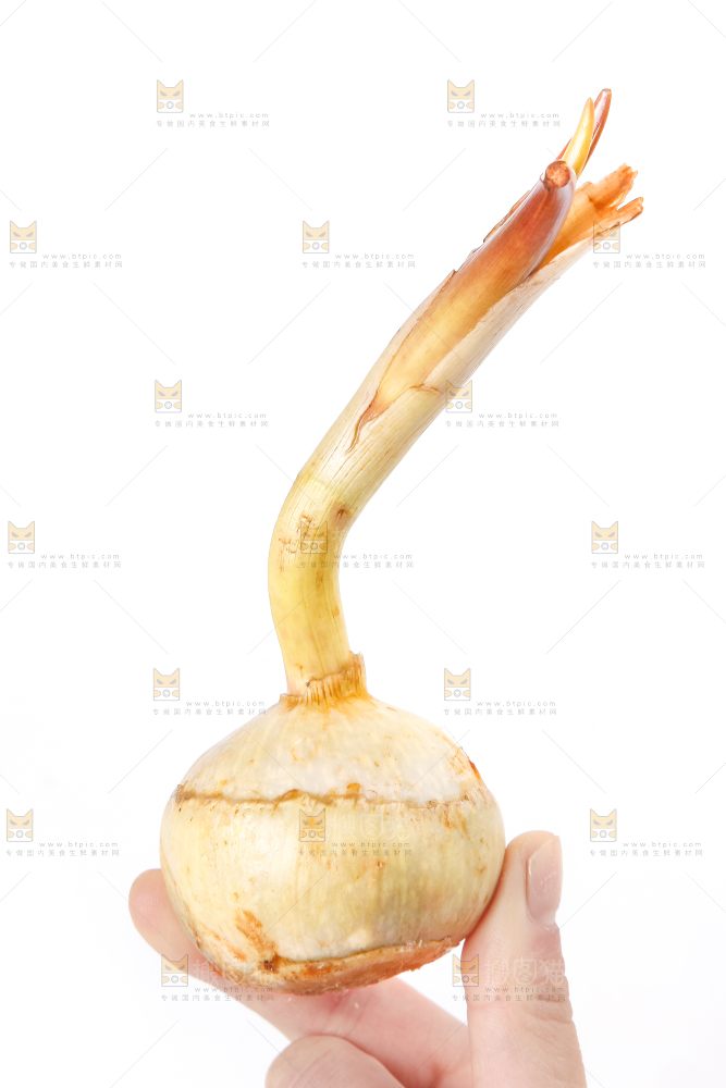 手上拿着新鲜白茨菇