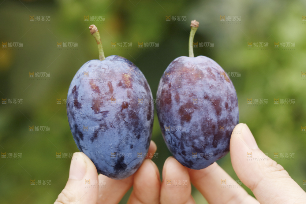 手里拿着新鲜大西梅