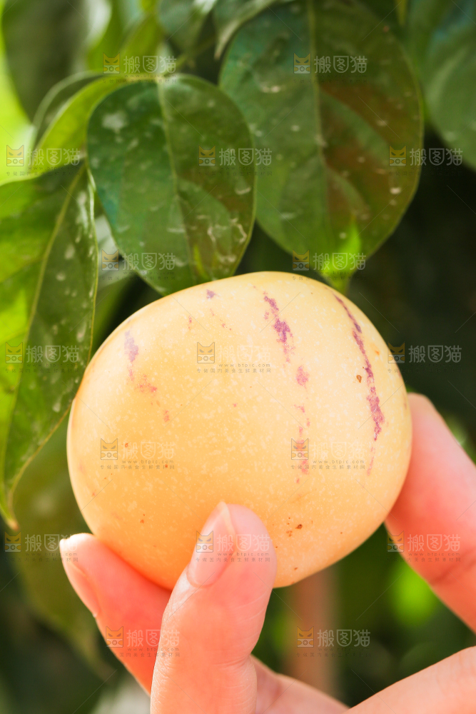 手上拿着人参果