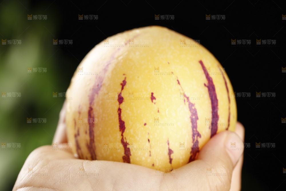 手上拿着的新鲜人参果