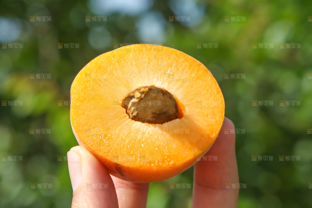 手里拿着切开的黄杏