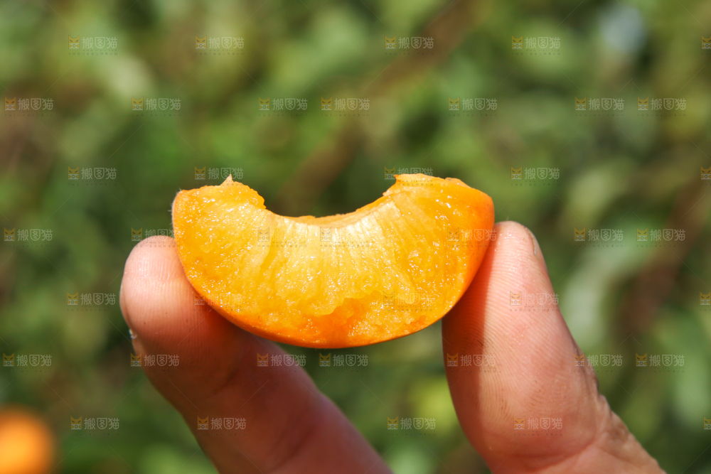 手拿着掰开的黄杏