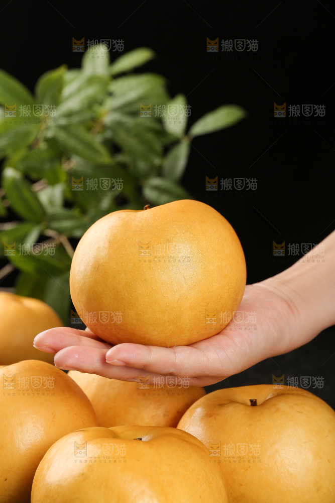 手里拿着新鲜秋月梨