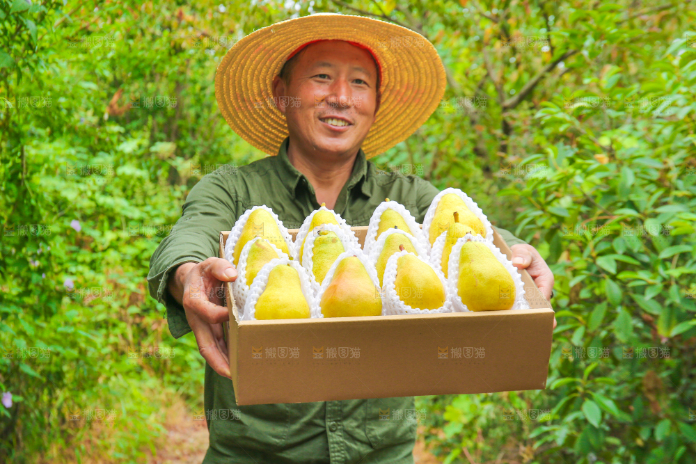 农民手里拿着一箱太婆梨