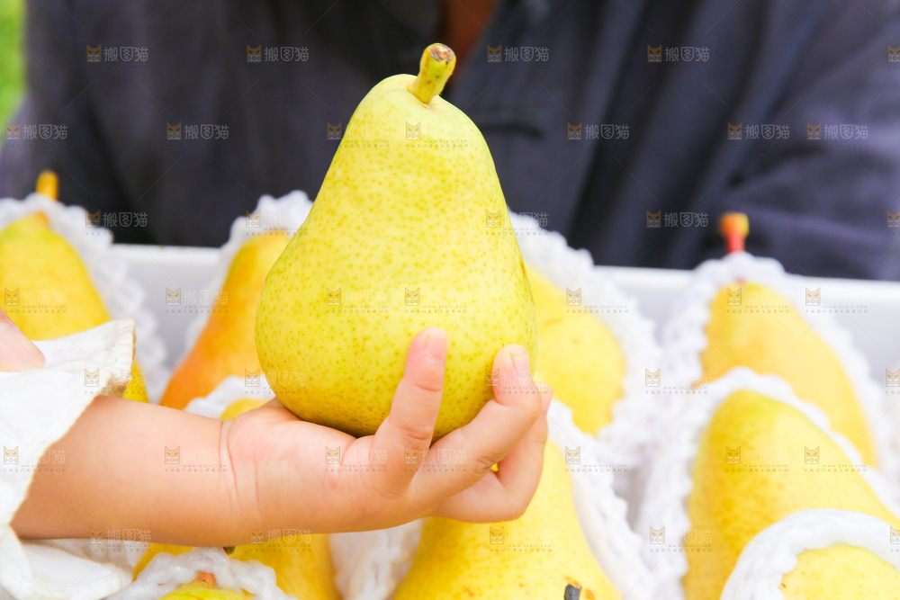 手里拿着烟台太婆梨
