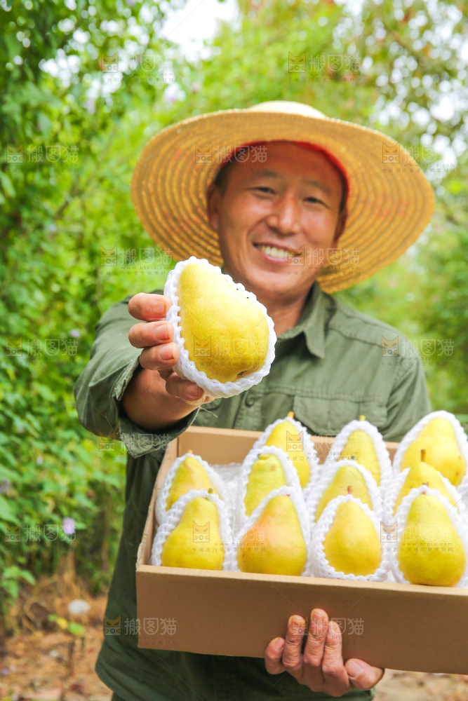 农民手里拿着一箱太婆梨