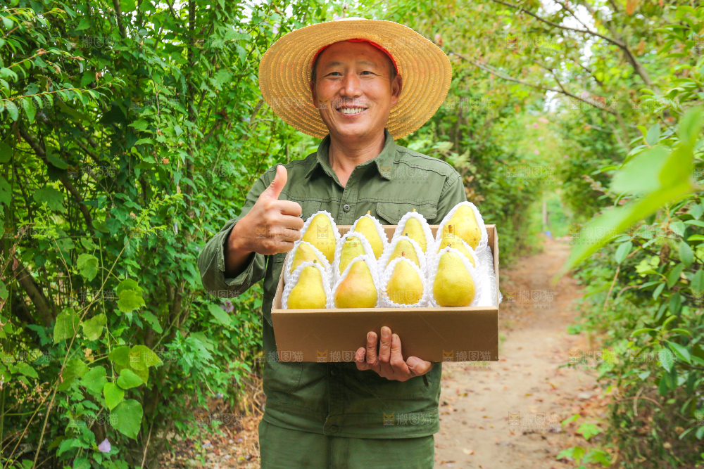 农民手里拿着一箱太婆梨