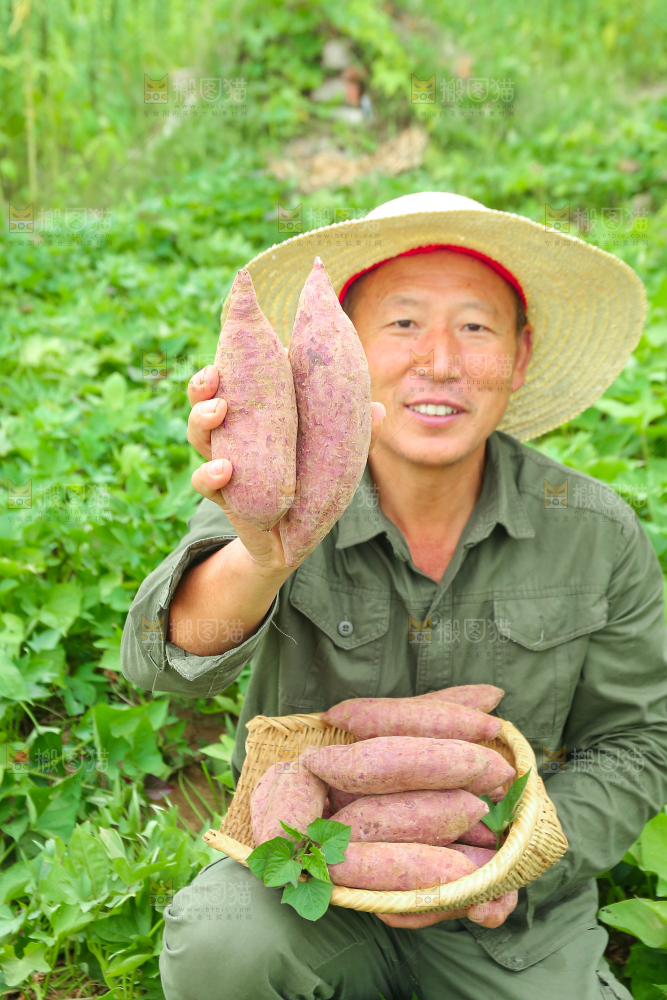 农民手里拿着一篮紫薯