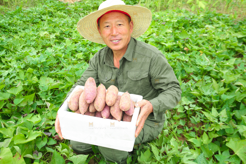 农民手里拿着一箱紫薯