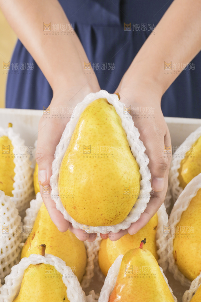 手里拿着太婆梨