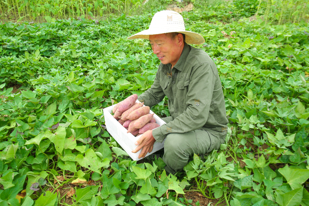 农民手里拿着一箱紫薯