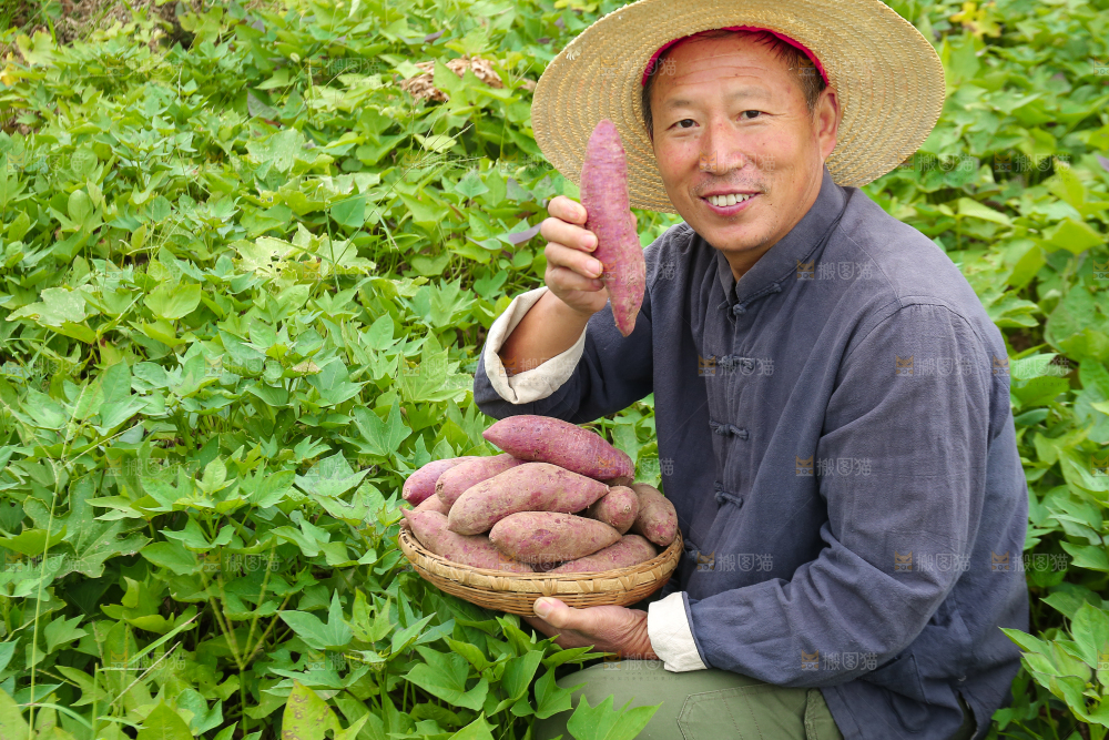 农民手里拿着一篮紫薯
