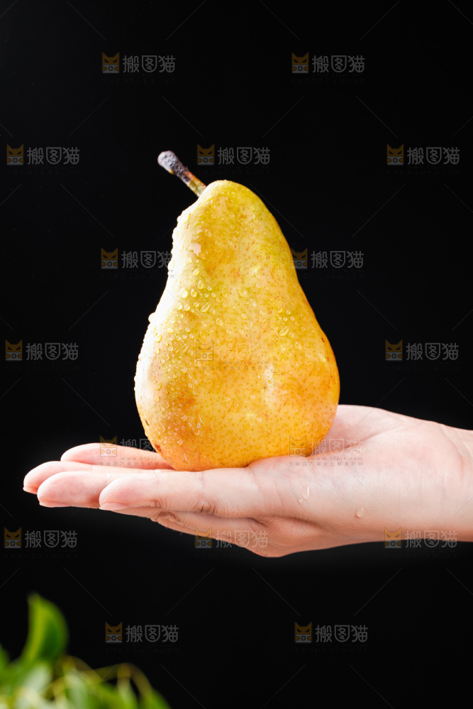 手上放着烟台太婆梨