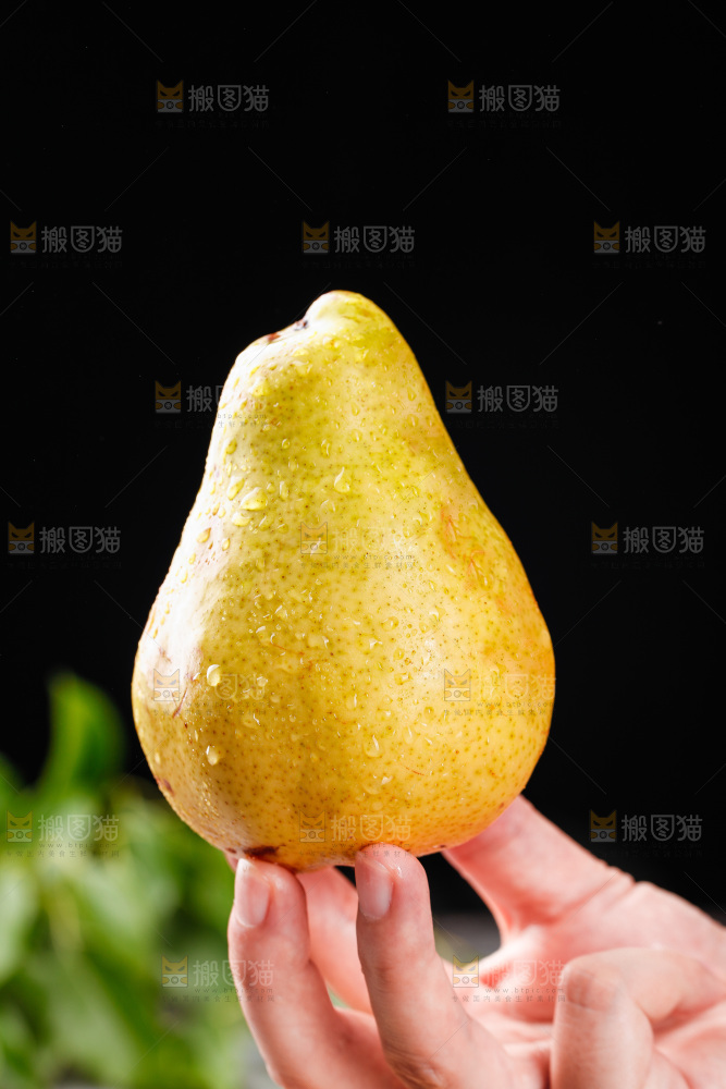手里拿着烟台太婆梨