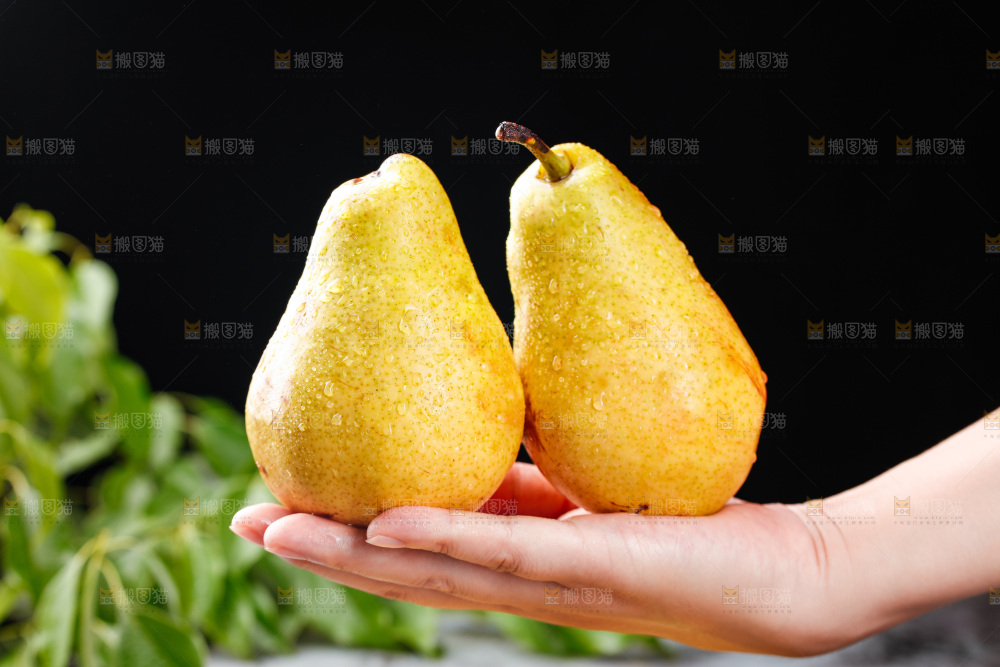 手上放着烟台太婆梨