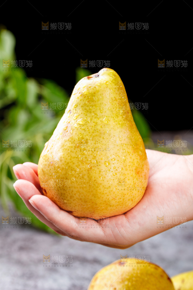 手上放着烟台太婆梨