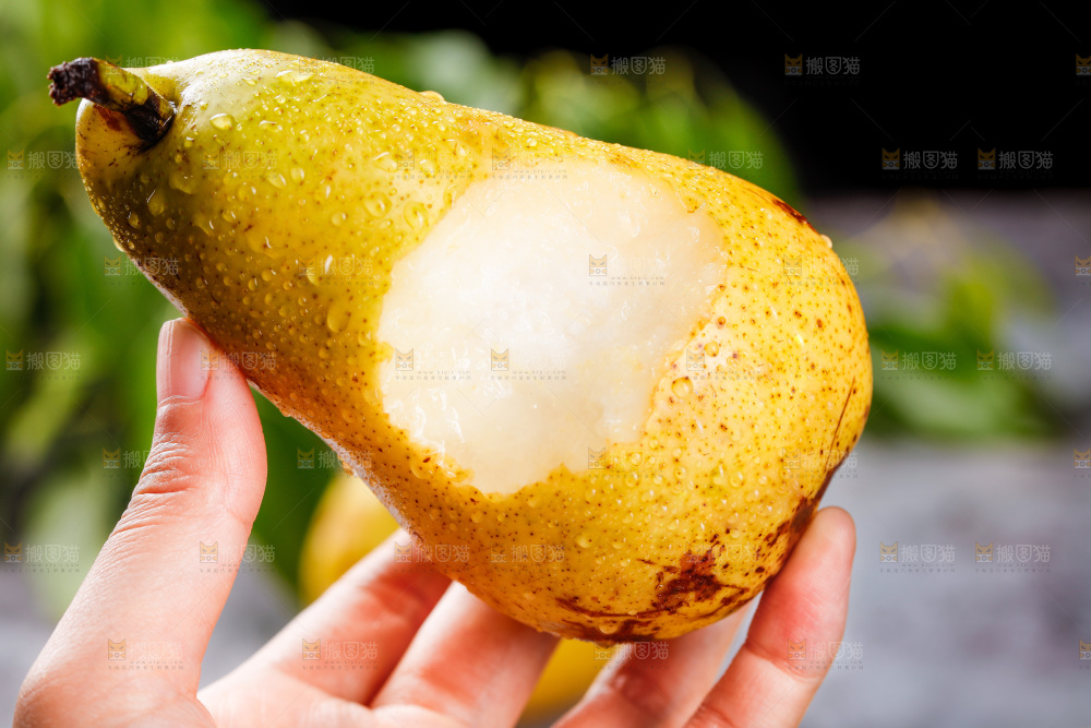手里拿着新鲜太婆梨